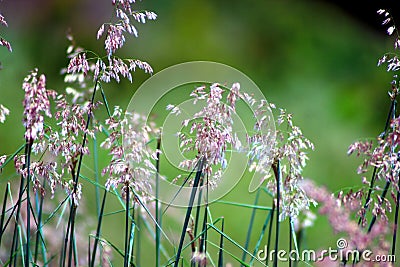 Flowering grass Stock Photo